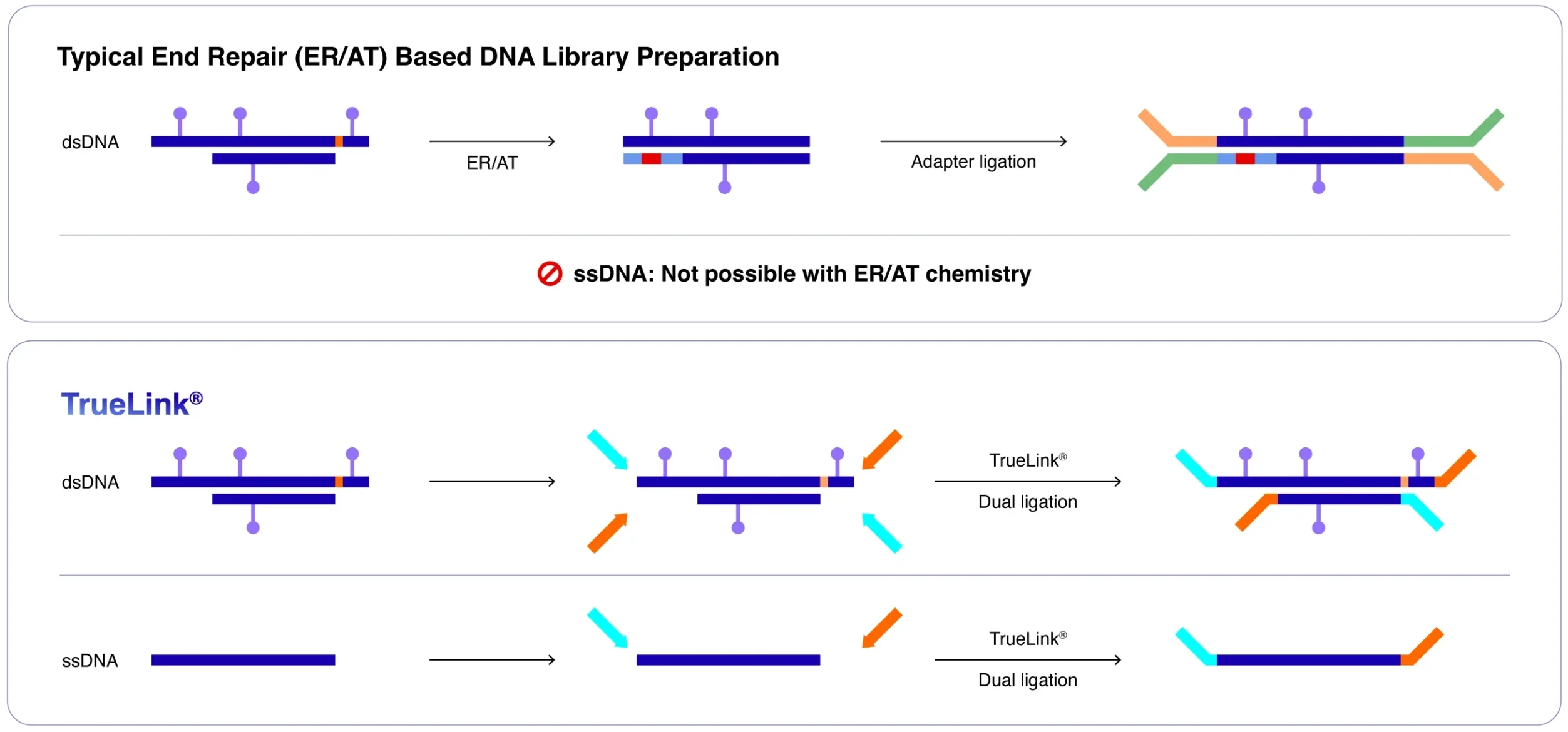 A workflow image of Typical End Repair (ER/AT) Based DNA Library Preparation vs Truelink